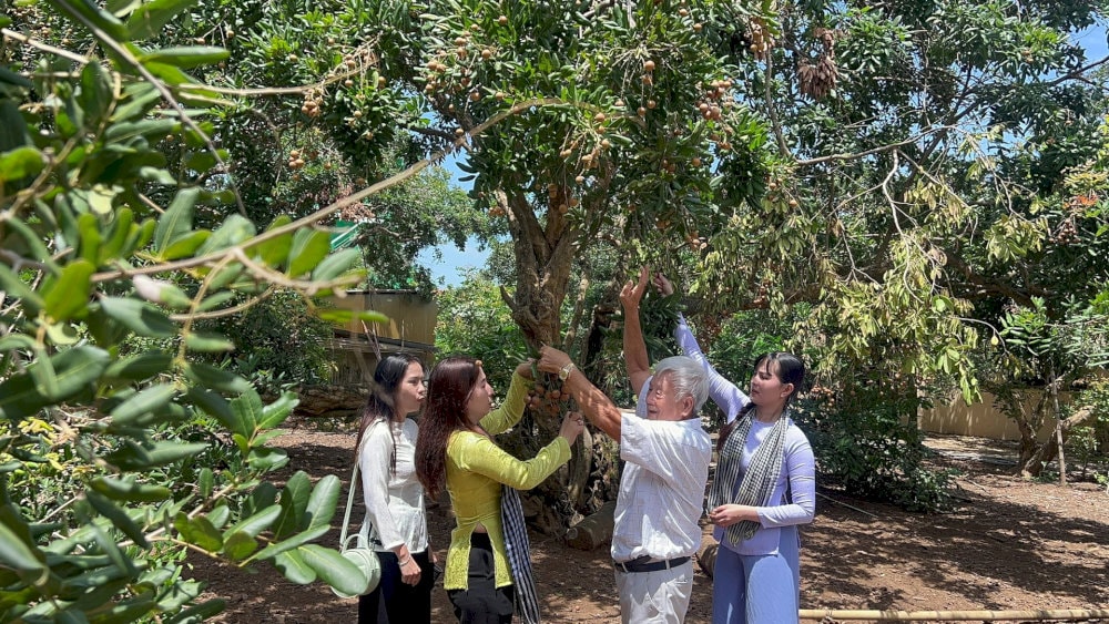 Vườn nhãn cổ Bạc Liêu